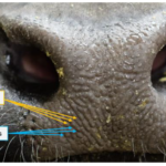 Cattle Identification Using Muzzle Print Images