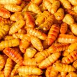 DEOILED SILKWORM PUPAE MEAL