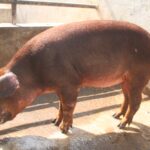 Duroc