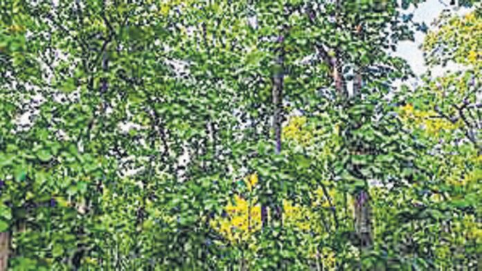 Forest Conservation Amendments
