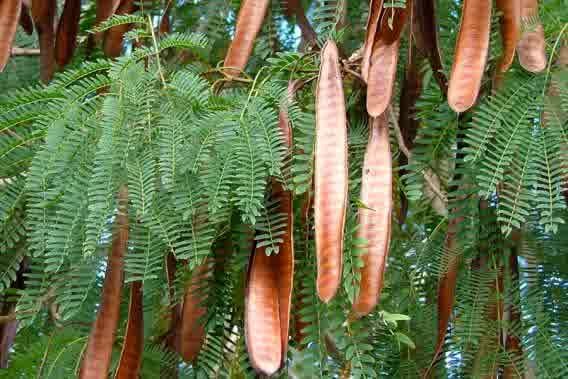 LEUCAENA | Pashudhan praharee