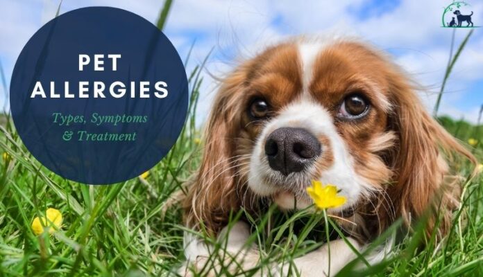 Pet Allergies: Symptoms and Treatment