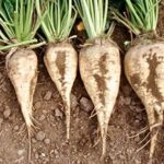 SUGAR BEET