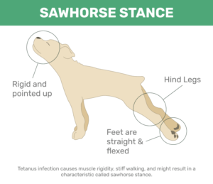 Tetanus in Dogs : Causes, Treatment, and Prevention | Pashudhan praharee