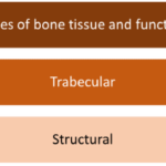Types of bone tissue