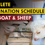 Vaccination for Sheep and Goat