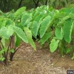 WILD COLOCASIA