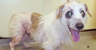 atopic dermatitis in dogs
