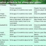 vaccination for sheep & goat