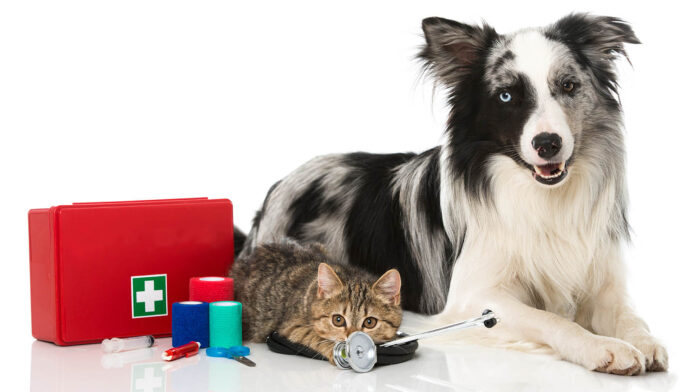 A Pet First Aid Kit