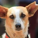 A dog with one of its ear notched