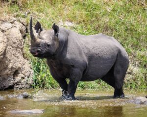 Black Rhino