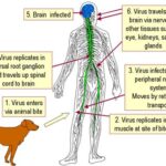 Common Carriers of Rabies 1