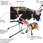 Common Carriers of Rabies