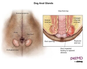 DOG ANAL GLAND