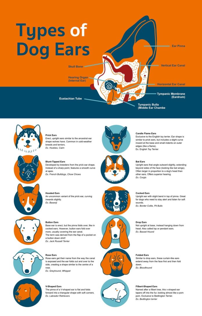 UNDERSTANDING THE EARS STANDING PROBLEM IN DOG & THEIR SOLUTIONS ...