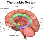 Limbic System