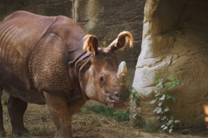 Sumatran rhino