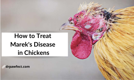 𝐌𝐚𝐫𝐞𝐤’𝐬 𝐃𝐢𝐬𝐞𝐚𝐬𝐞 𝐢𝐧 Backyard Poultry : 𝐒𝐲𝐦𝐩𝐭𝐨𝐦𝐬, 𝐚𝐧𝐝 𝐓𝐫𝐞𝐚𝐭𝐦𝐞𝐧𝐭𝐬 ...