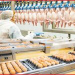 . Automation in checking of poultry products