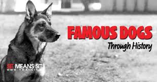 The Most Famous Farm Dog: Lassie - Modern Farmer