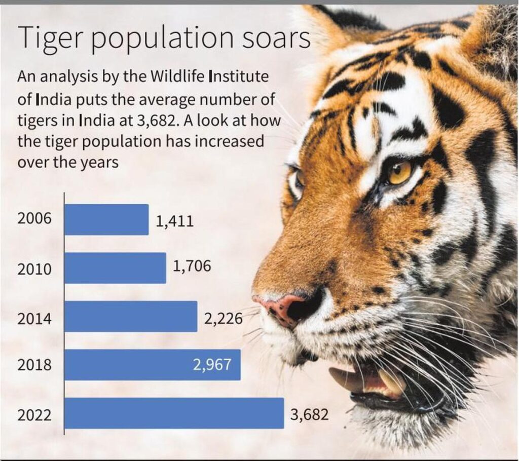 Siberian Tiger Population 2025 - Sara Wilone