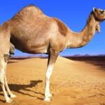 A FIELD MANUAL OF CAMEL DISEASES