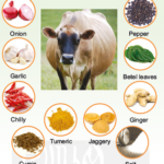 Ethno-veterinary Formulations 10