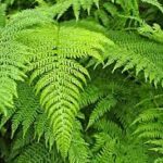 Bracken fern