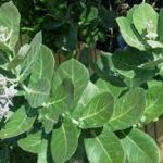 Calotropis gigantean