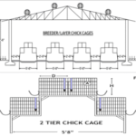 Housing Chicks – cage system