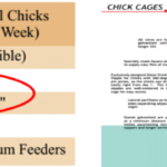 Housing Chicks – cage system 2