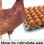 How to calculate egg production in Layer Farms