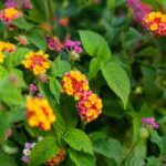 Lantana camara