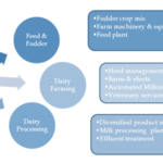 Large Scale Dairy Farms