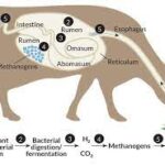 Mechanism of enteric CH4 production during digestion in the rumen