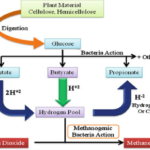 Mechanism of enteric CH4 production during digestion in the rumen