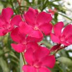 Nerium oleander