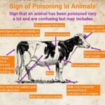 Plant Poisoning their Identification and Treatment in Indian Animals.jpg1