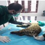 Role of Wildlife Veterinarians