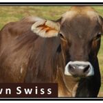 Brown Swiss