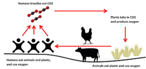 Climate Change and Animal Husbandry: Adapting Farming Practices for ...