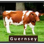 Guernsey