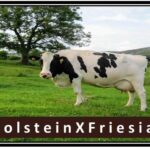 Holstein Friesian