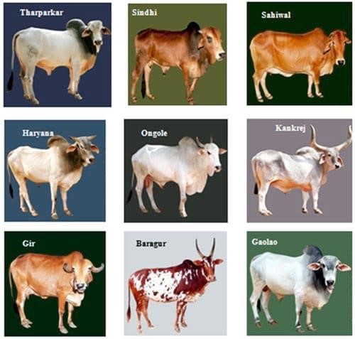 kerala cow breeds