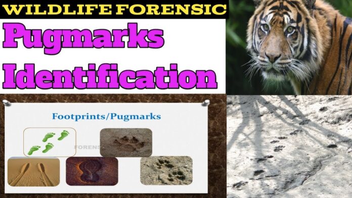 Importance of  Digital Pugmark Technique & Pugmarks in Wildlife Forensics