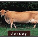 Jersey 