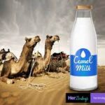 UNVEILING THE IMPORTANCE AND BENEFITS OF CAMEL MILK