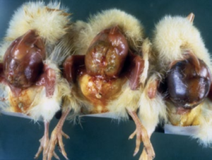 Figure 3. Omphalitis and yolk sac infection in chicks. showing inflamed Navels and yolk sacs are distended with abnormal contents.