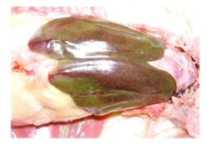 Figure 4 A characteristic lesionfor acute fowl typhoid in adult
birds is the enlarged and bronze
greenish tint of liver with multiple miliary necroses.
